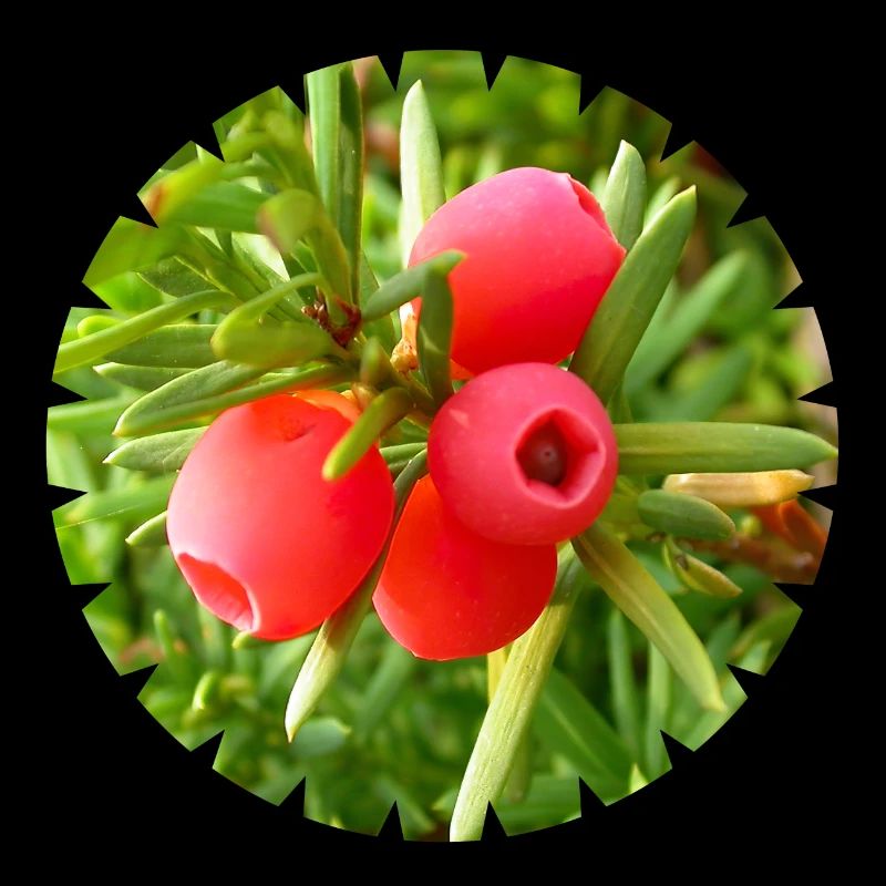 The yew, a native conifer
