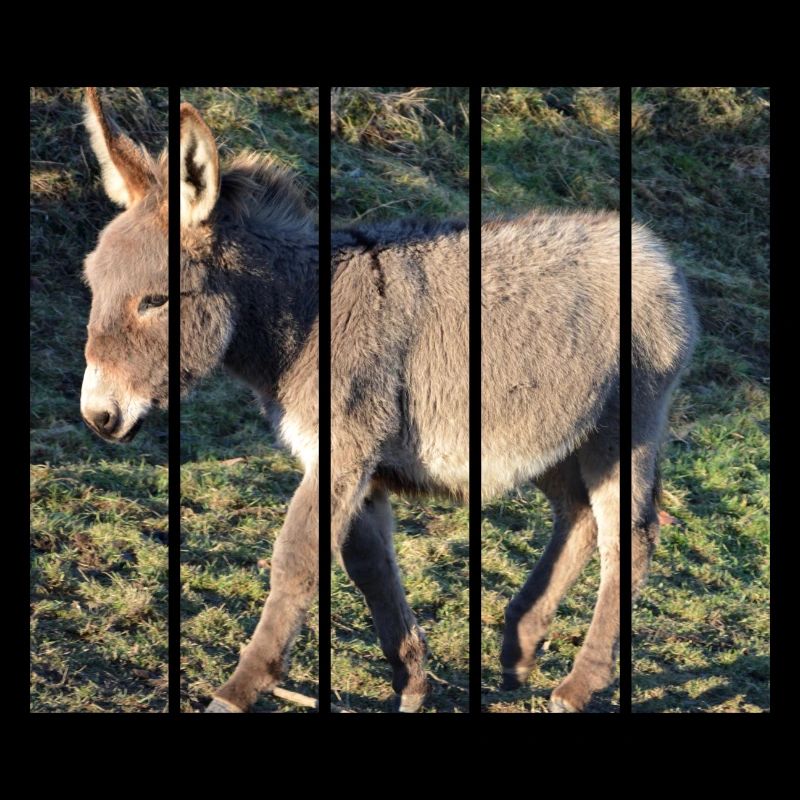 Donkey
