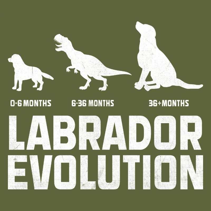 Evolution Labrador Retriever Lab Hund Retriever