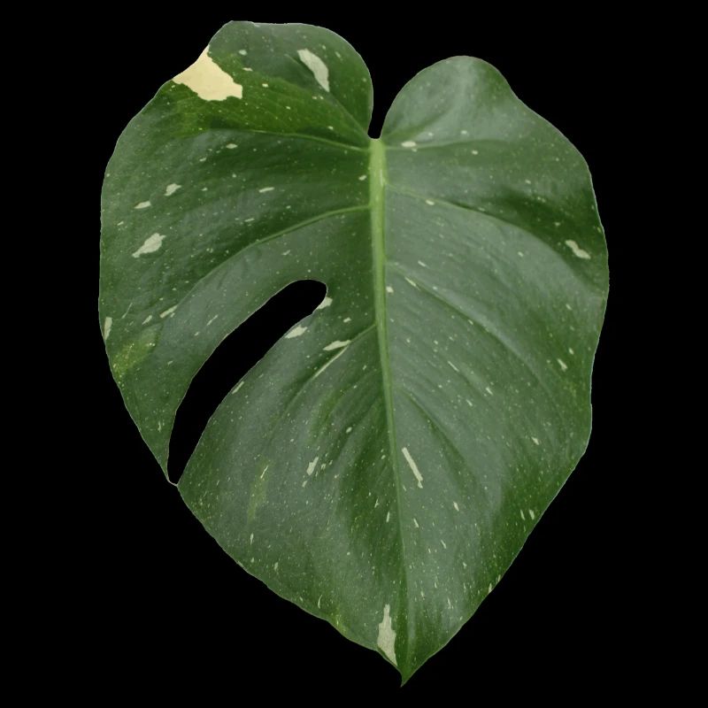 Feuille de Monstera