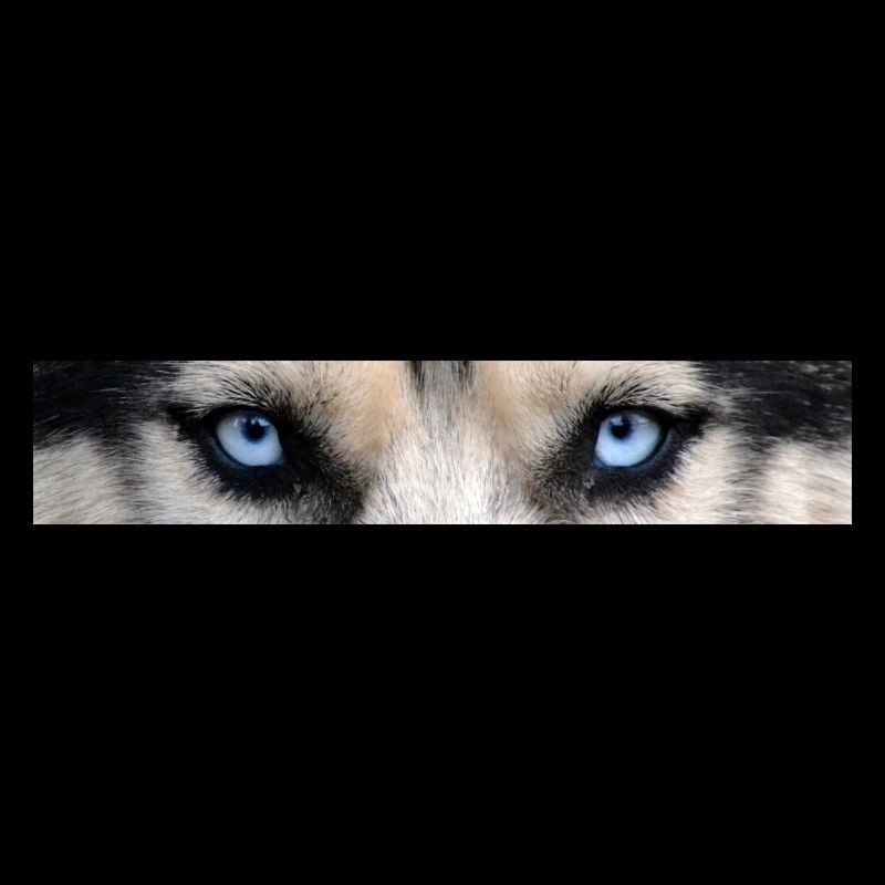 Husky Augen