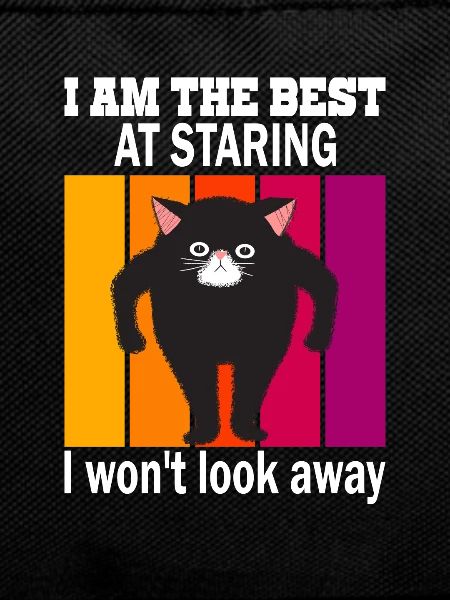 Staring Cat - Cats Staring