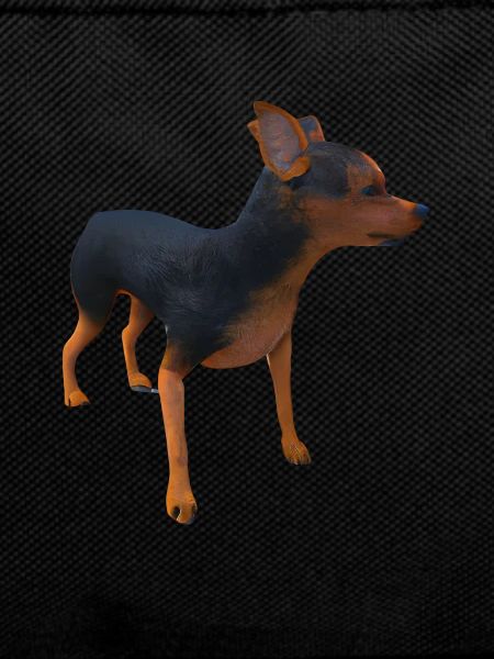 Lancashire Heeler