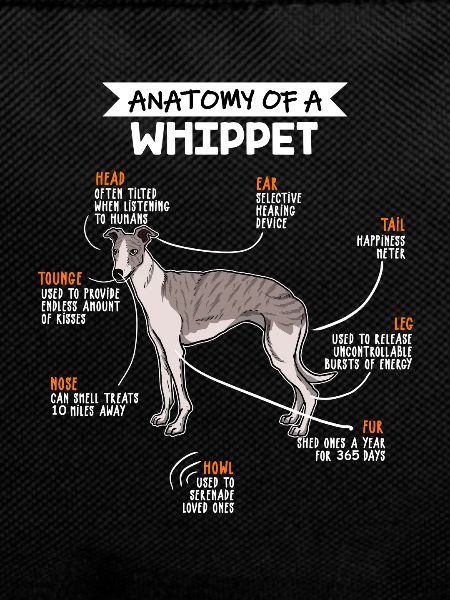 Anatomy Of A Whippet Dog