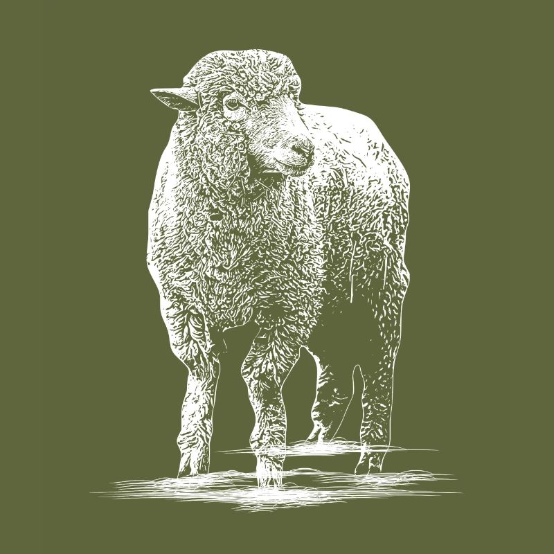 Sheep Illustration Sheep buck