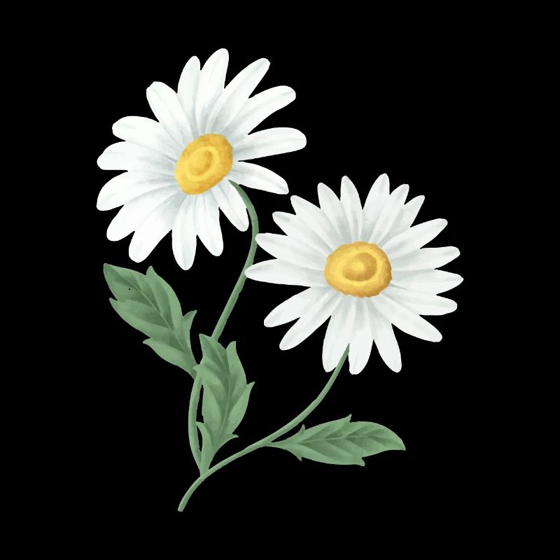 Camomille