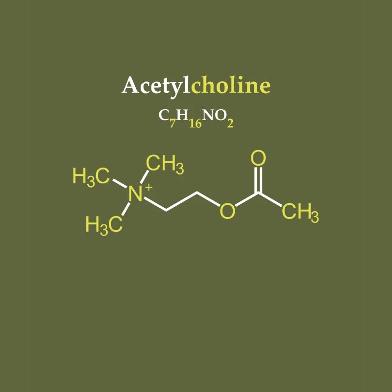 Acetylcholin-Molekül