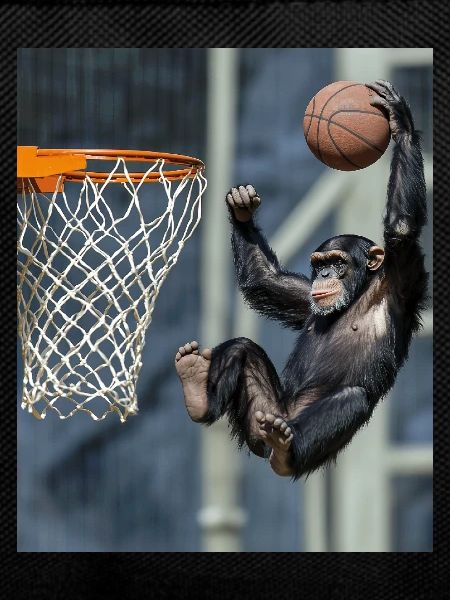 Chimpanzee Basketball