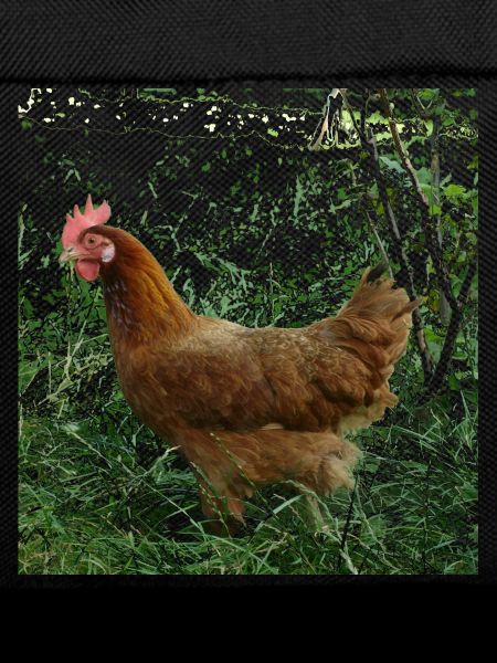 Poulet