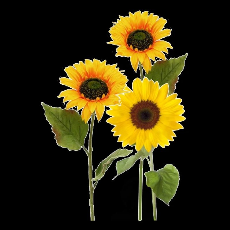 Drei Sonnenblumen