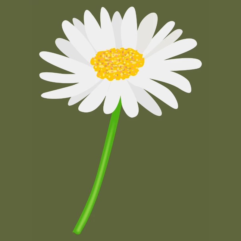 Blume Gänseblümchen mit Stiel