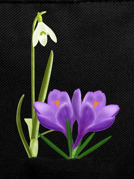 Snowdrops and crocuses, spring
