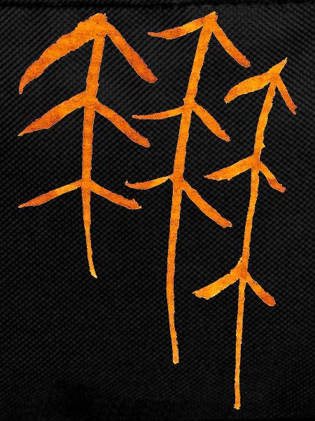 Fir Runes / Forest Symbol