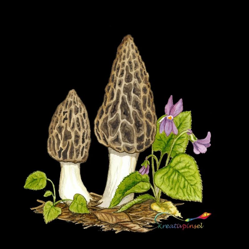 Pointed morel