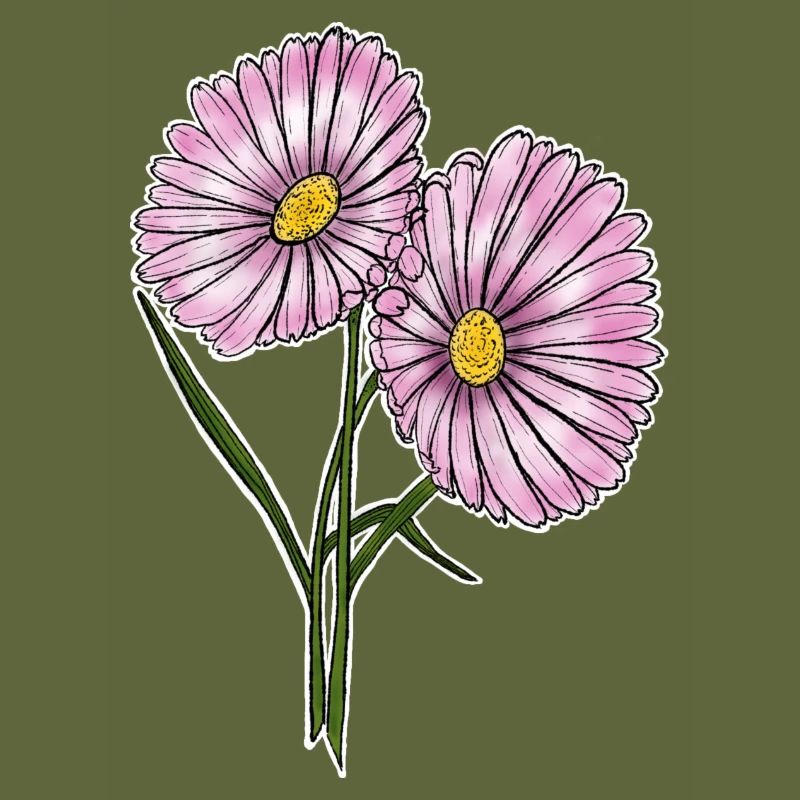 Gänseblümchen