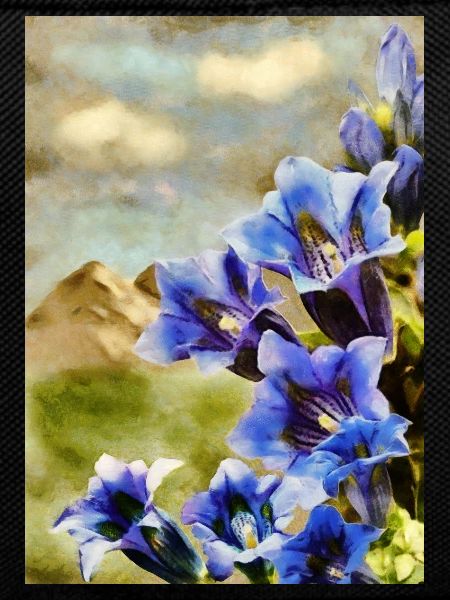 Enzian_DAP_Beliard_8