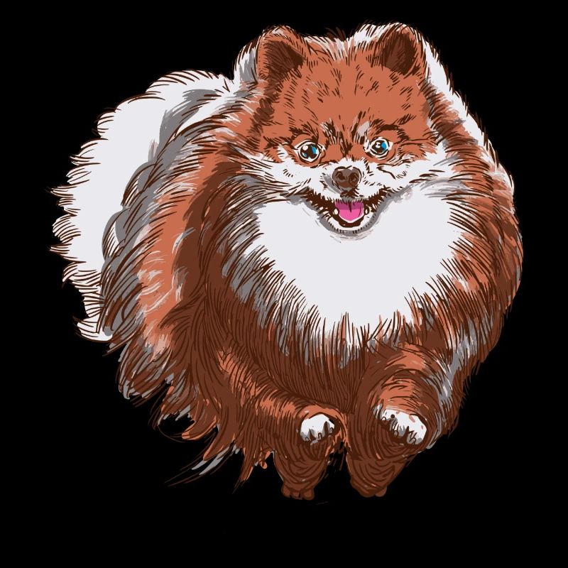 Cute Spitz runs towards you - Spitz Dog Design