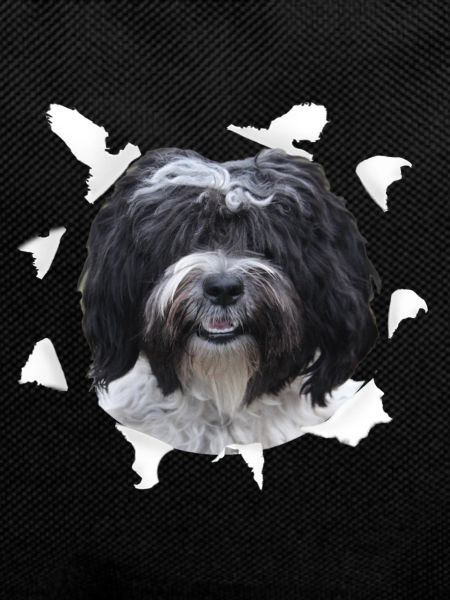 Tibet Terrier - Tibet Terrier Dog