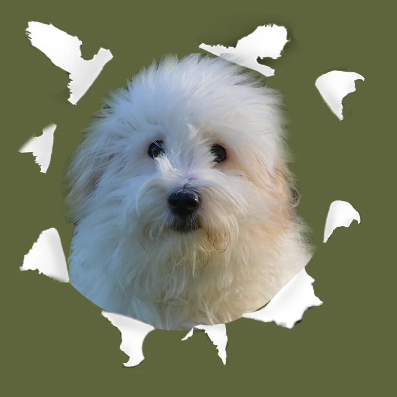 Coton de Tulear - Coton de Tulear Hund