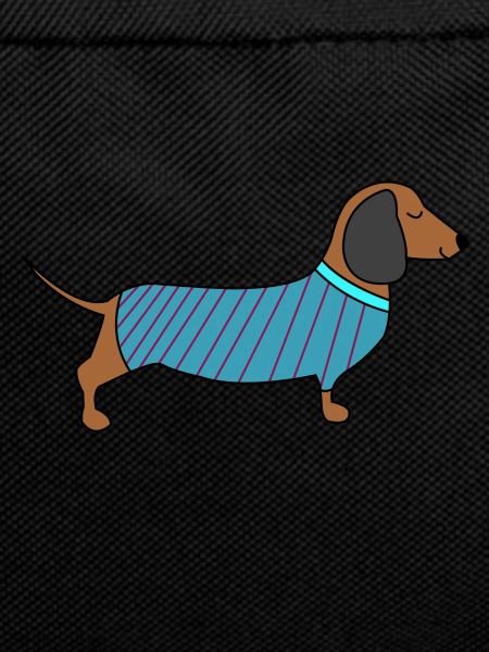Dachshund with sweater