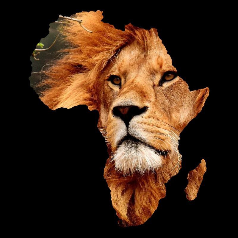 Lion d'Afrique