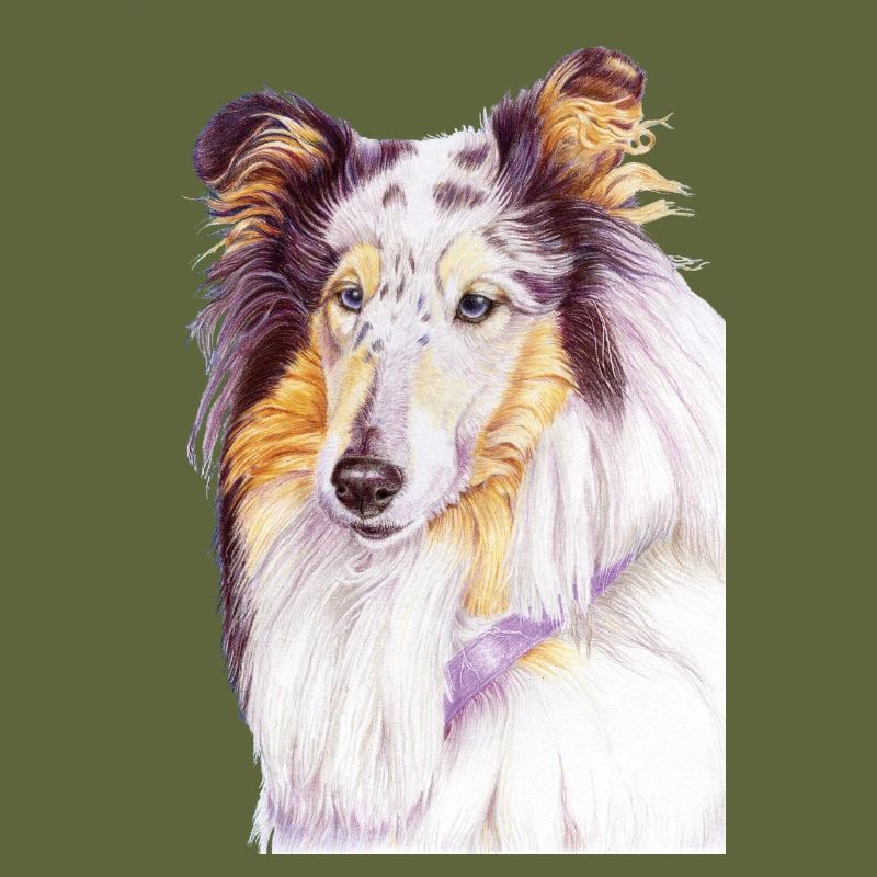 Collie Bluemerle