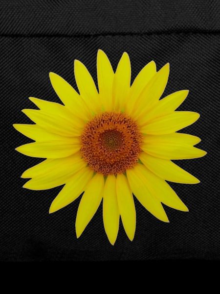 Sonnenblume
