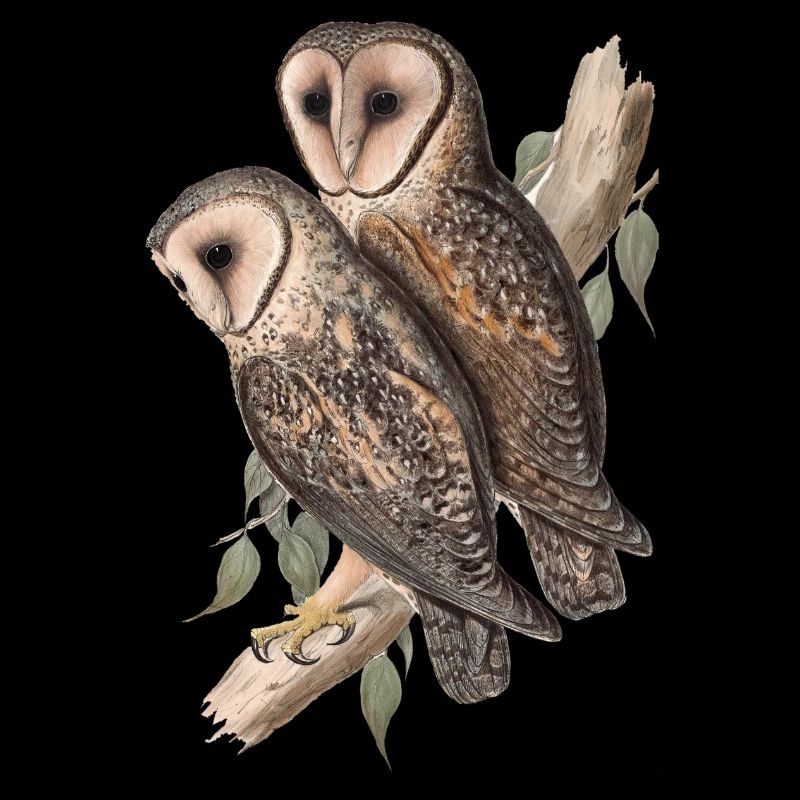 Owl Owl Couple Barn Owl