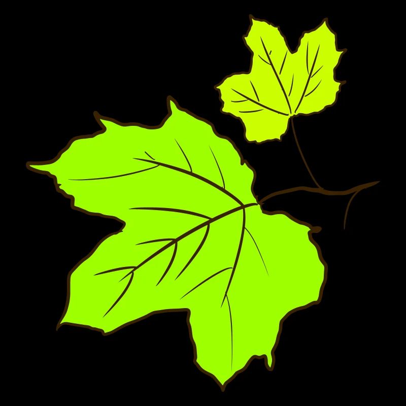 Maple Leaf / Maple Leaves Drawing. Yellow, green.