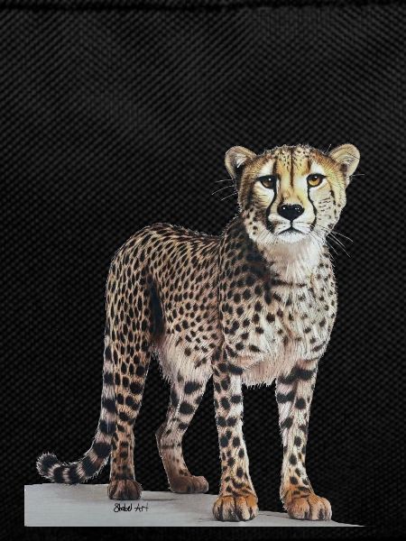 Cheetah - Gepard