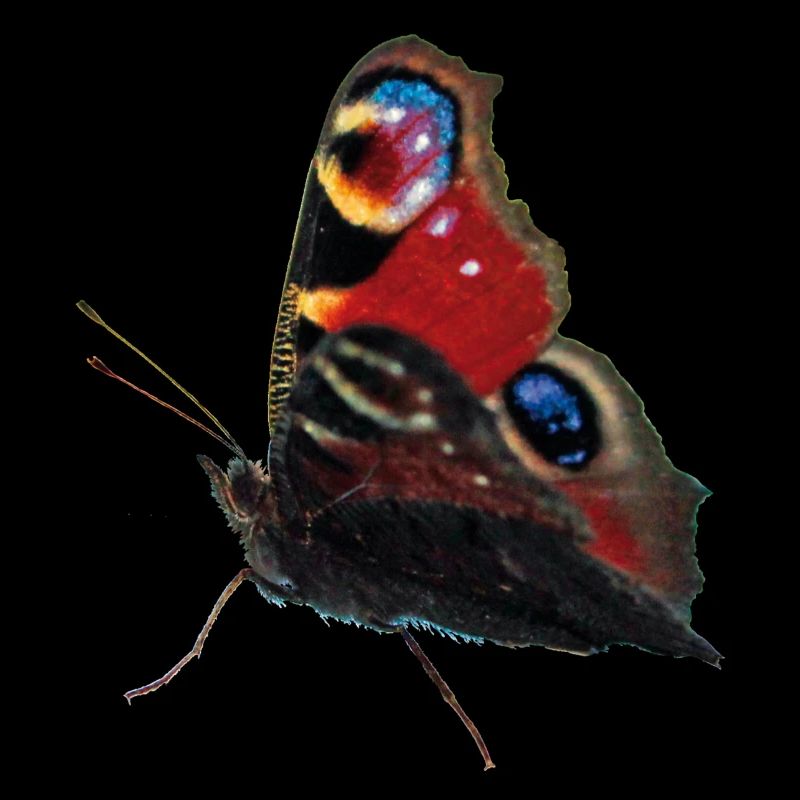 Oeil de paon papillon