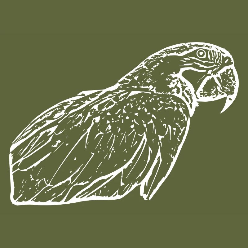 Parrots Bird White