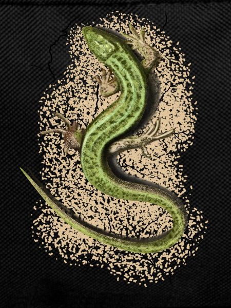 Lizard