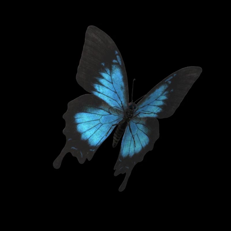 butterfly