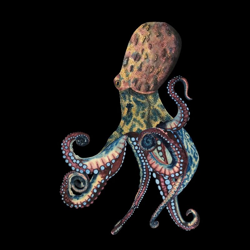 Octopus Squid