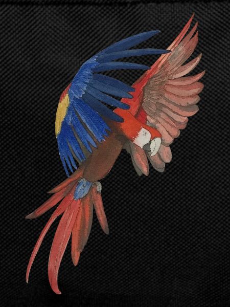flying macaw parrot macaw