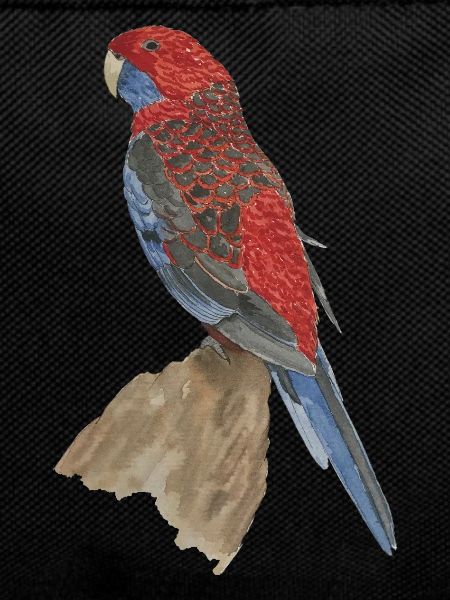 red blue parrot pennant parakeet