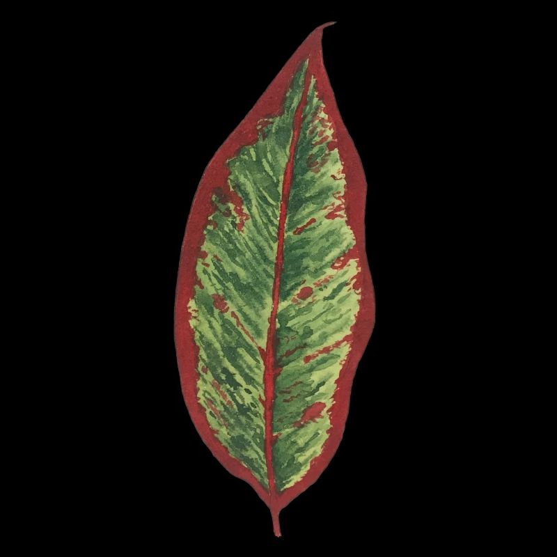 Philodendron leaf plantlover botany plants