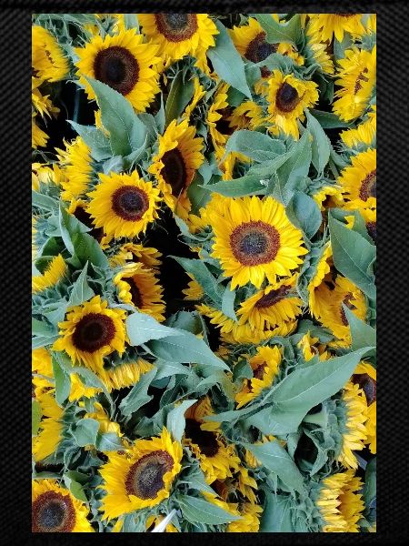 SUNFLOWER MOOD