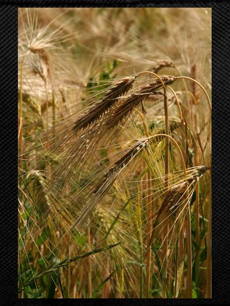 GOLDEN WHEAT