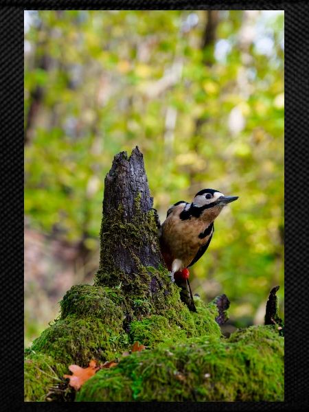 Forest Woodpecker on Mossy Stump