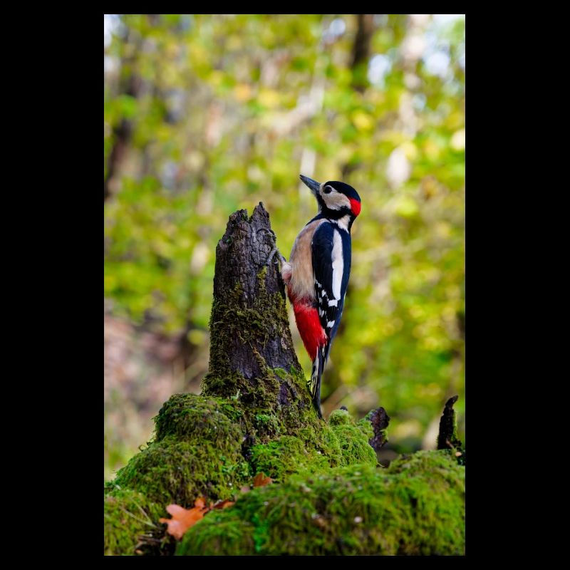 Woodpecker on Mossy Forest Stump