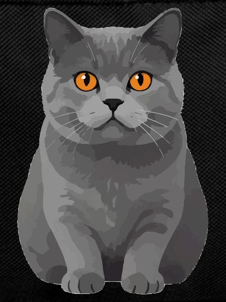 British Shorthair Male Teodoro