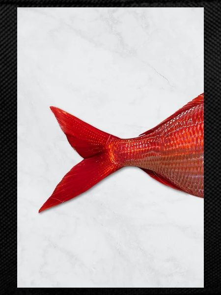 Red Fish Minimal Art Design