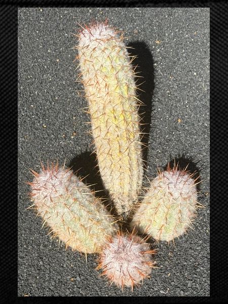 Pastel cactus in desert light