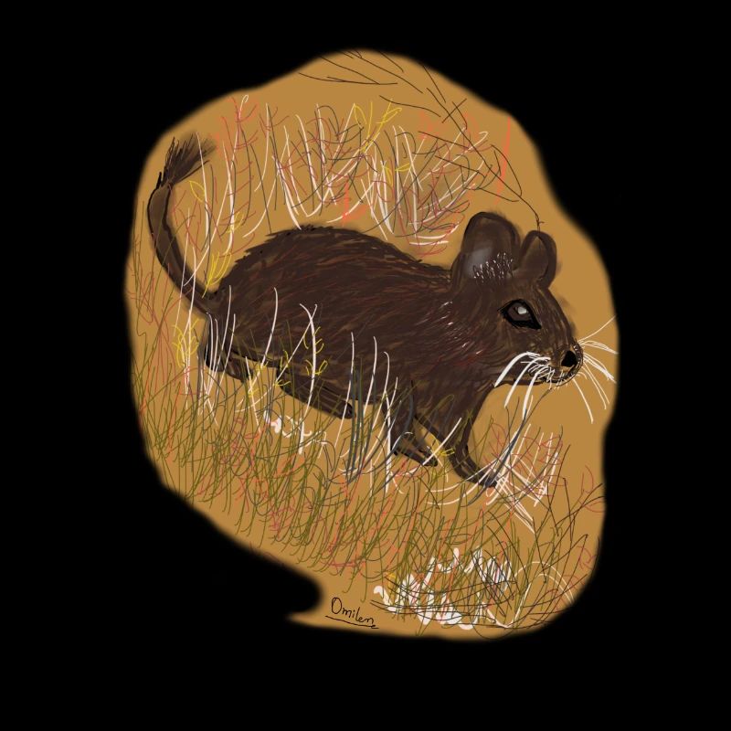 A degu