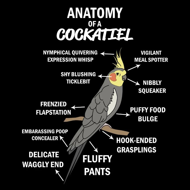 Anatomie d'un cockatiel
