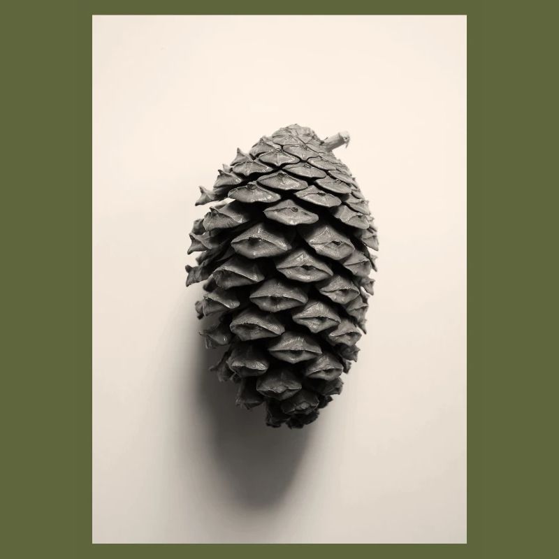 pinecone