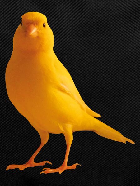 Kanarienvogel yellow bird