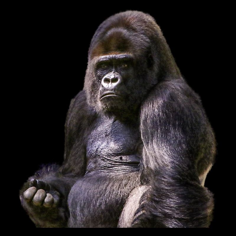 singe babouin gorille de chimpanzé orangutan239